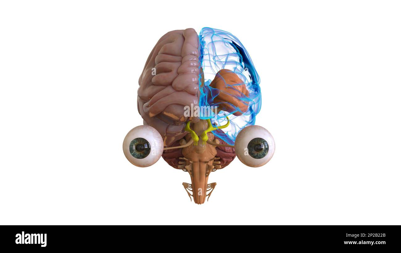 Menschliche Hirnanatomie für die medizinische Konzeptdarstellung 3D Stockfoto