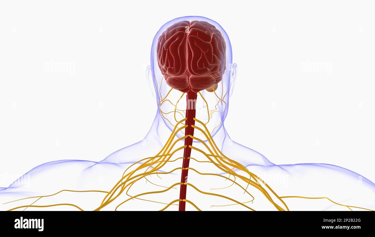 Menschliche Hirnanatomie für die medizinische Konzeptdarstellung 3D Stockfoto