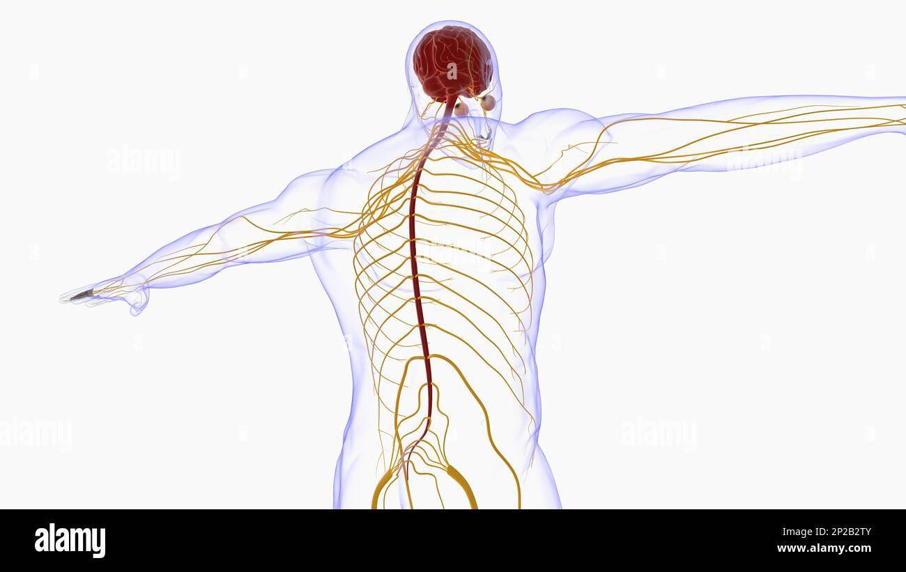 Menschliche Hirnanatomie für die medizinische Konzeptdarstellung 3D Stockfoto