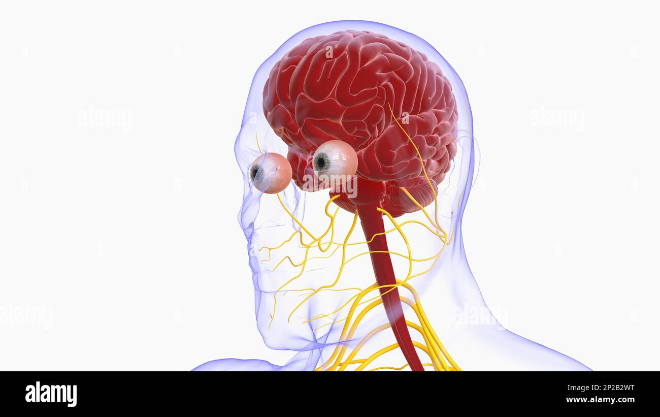 Menschliche Hirnanatomie für die medizinische Konzeptdarstellung 3D Stockfoto