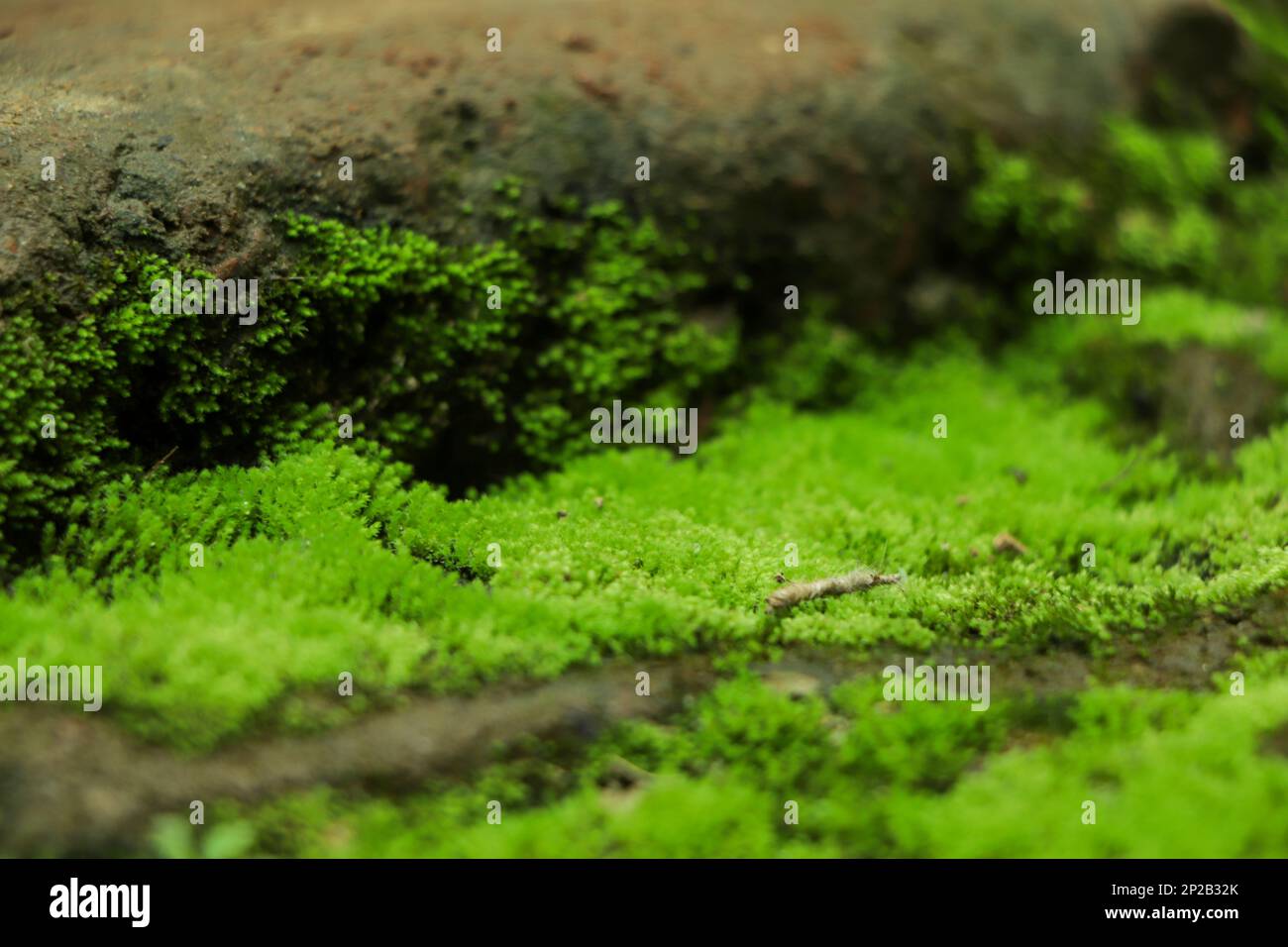 Schönen grünen Moos auf den Boden, Moos, closeup Makro. Schönen Hintergrund von Moss für Tapeten. Stockfoto
