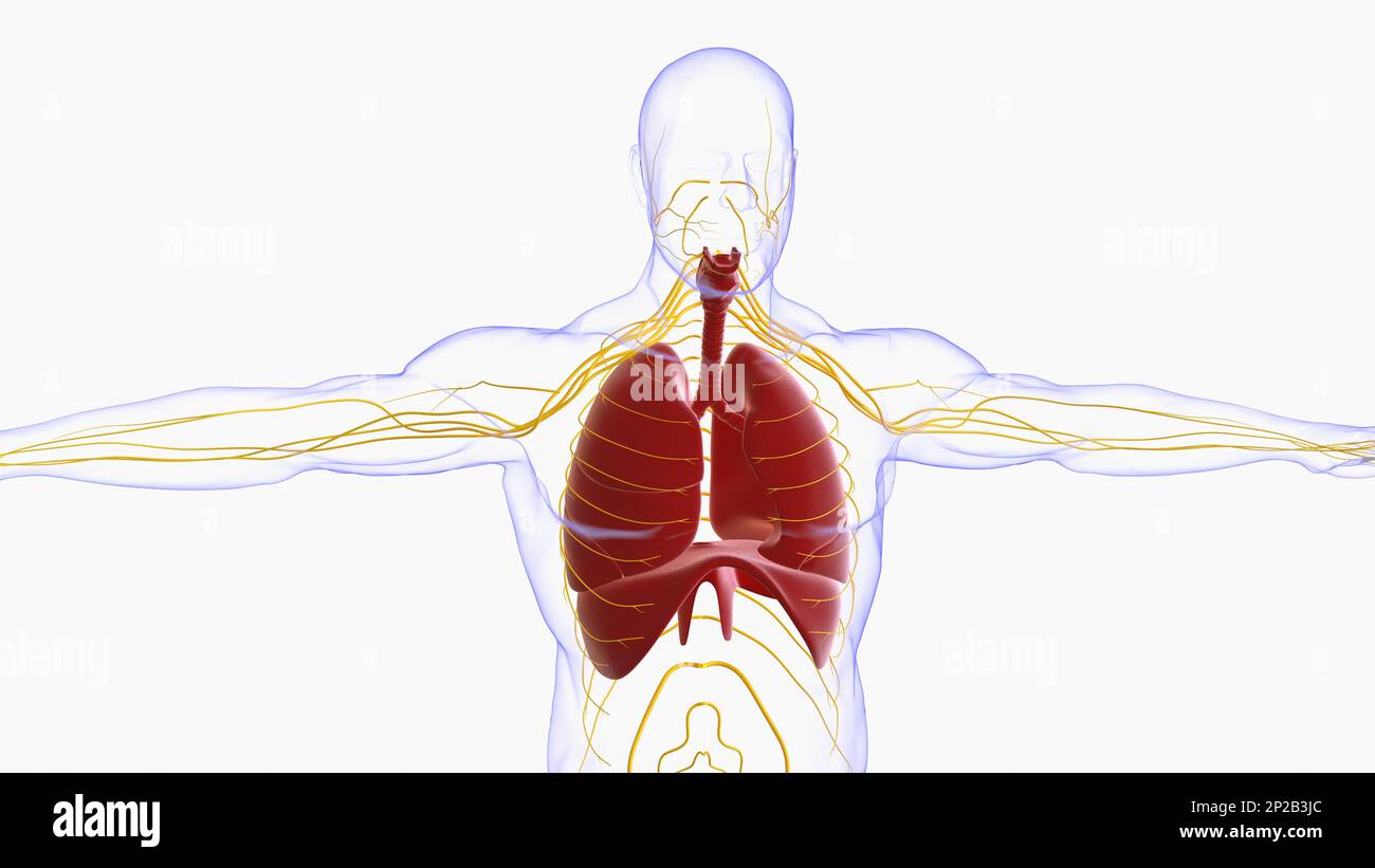 Lingula der lunge Ausgeschnittene Stockfotos und bilder Alamy