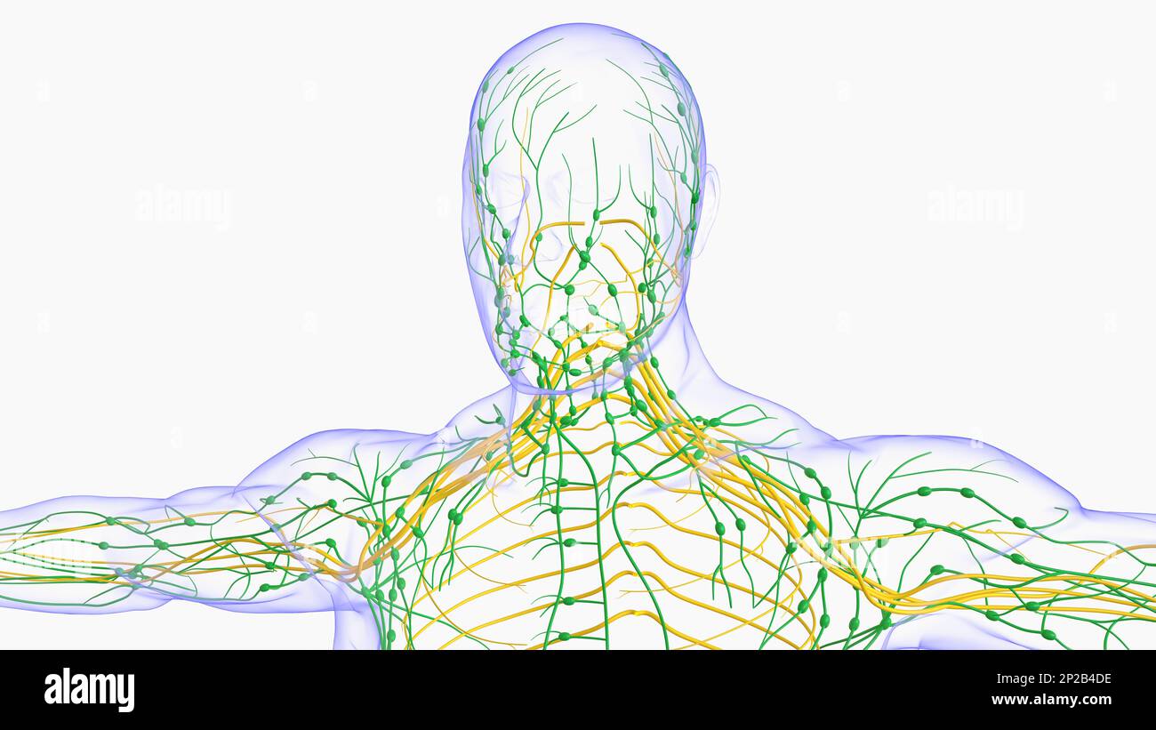 Anatomie der menschlichen Lymphknoten für die medizinische Konzeption 3D Stockfoto