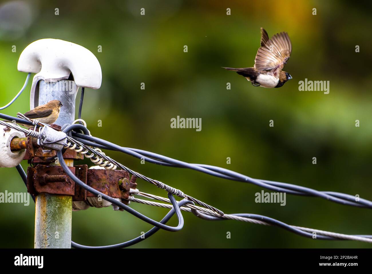Ein Estrildidae Spatzen oder Estrildidenfinken, gekämmt auf einer Kraft, und ein anderer fliegt weg, verschwommener grüner Laubhintergrund Stockfoto