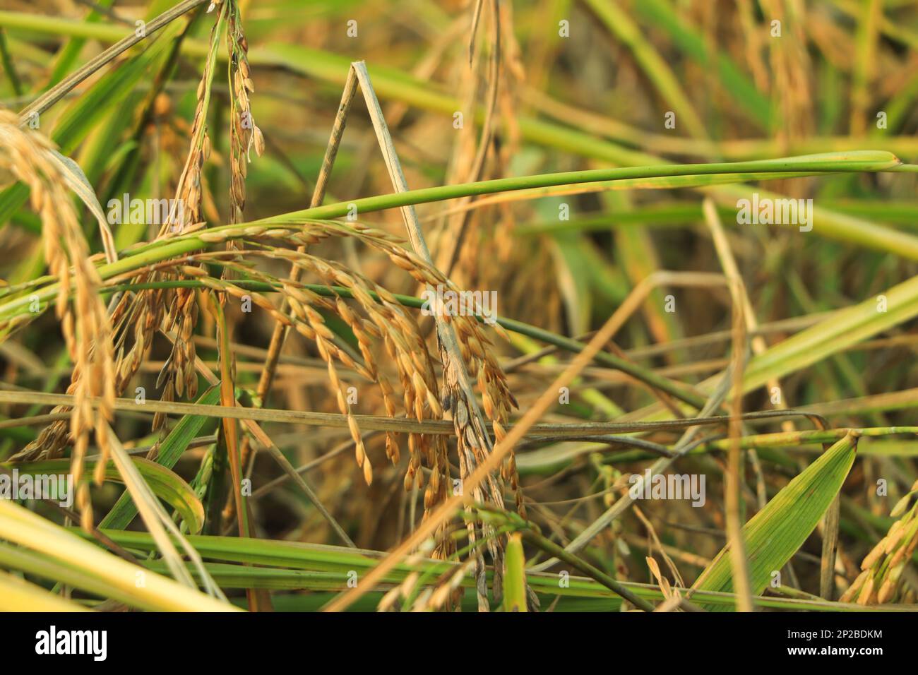 Braunreisanbau in asien Stockfoto