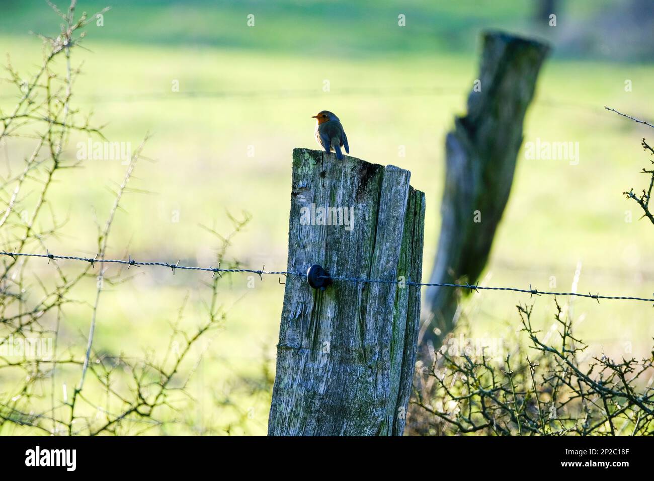 DEU, Deutschland, Nordrhein-Westfalen, Niederrhein, Hamminkeln, Dingden, 01.03.2023: Rotkehlchen auf einem Zaunpfahl im Gegenlicht am späten Nachmitt Stockfoto