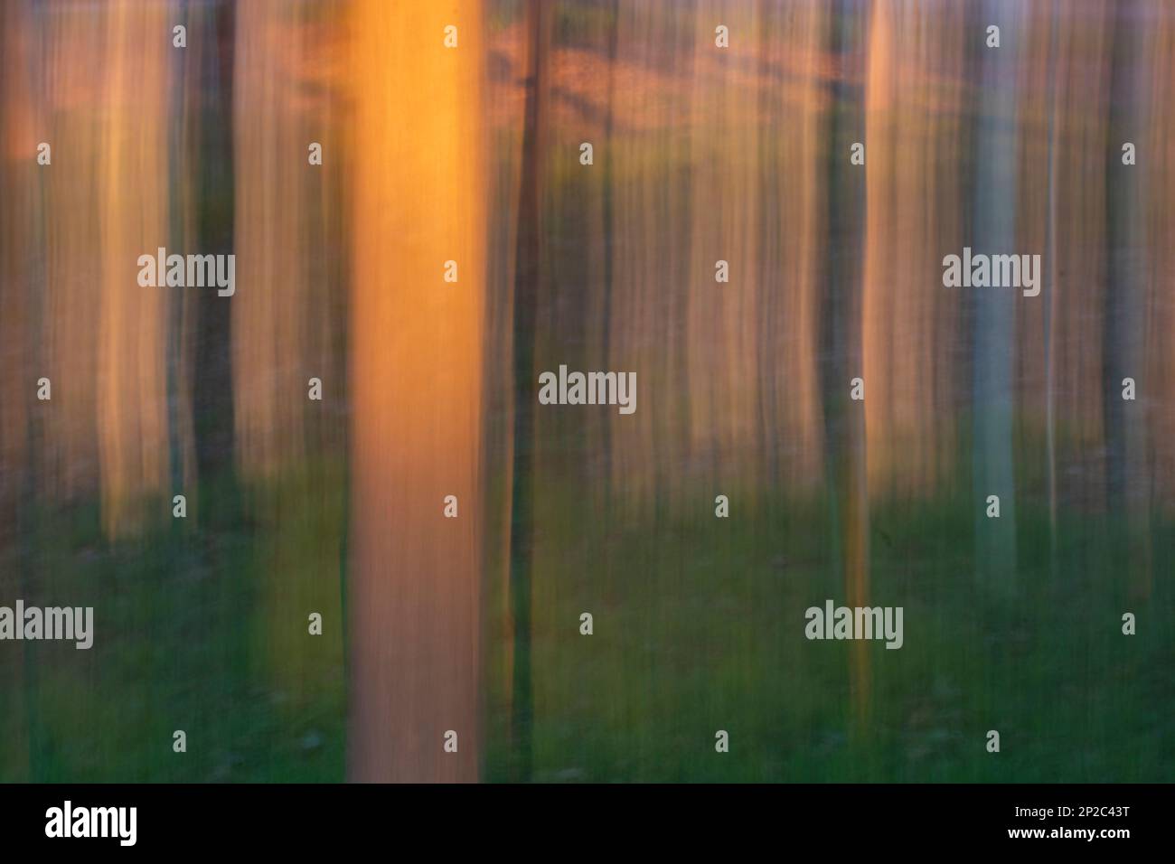 Fotografía de Árboles en el bosque, ICM, movimiento de cámara intencionado Stockfoto