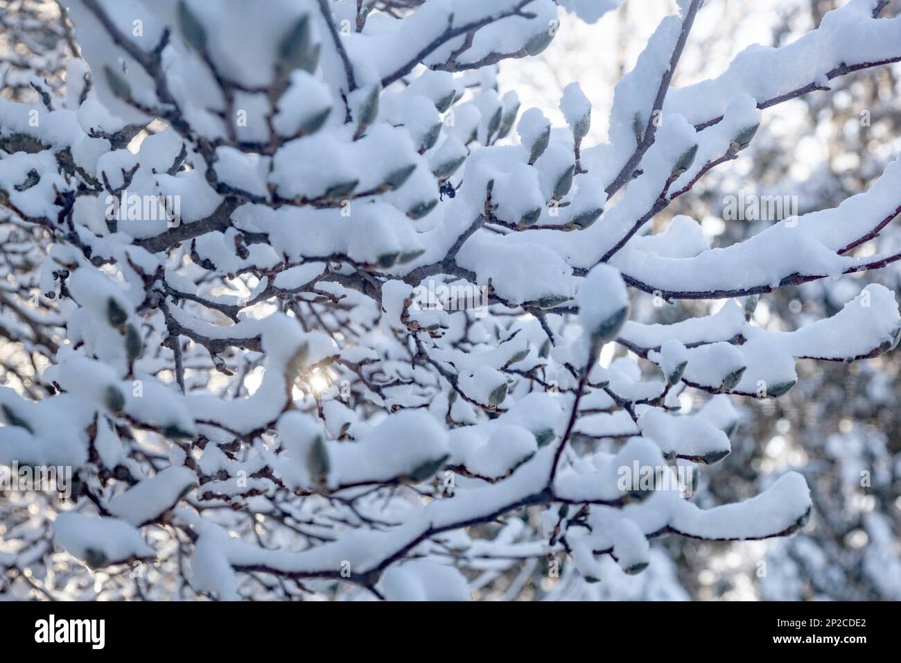 Eine schwere Schneedecke bedeckt alles Bloomfield Hills, MI, USA Stockfoto