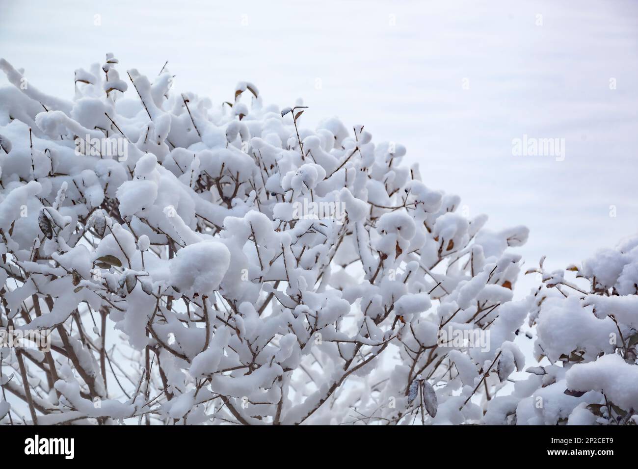Eine schwere Schneedecke bedeckt alles Bloomfield Hills, MI, USA Stockfoto
