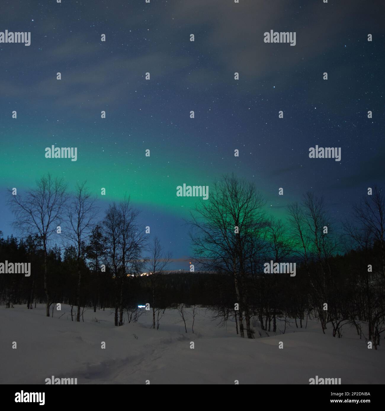 Wunderschöne grüne Nordlichter hinter einem schneebedeckten Nadelwald. Die aurora Borealis scheint in lebendigen Grün-, Blau- und Pink-Tönen zu tanzen Stockfoto