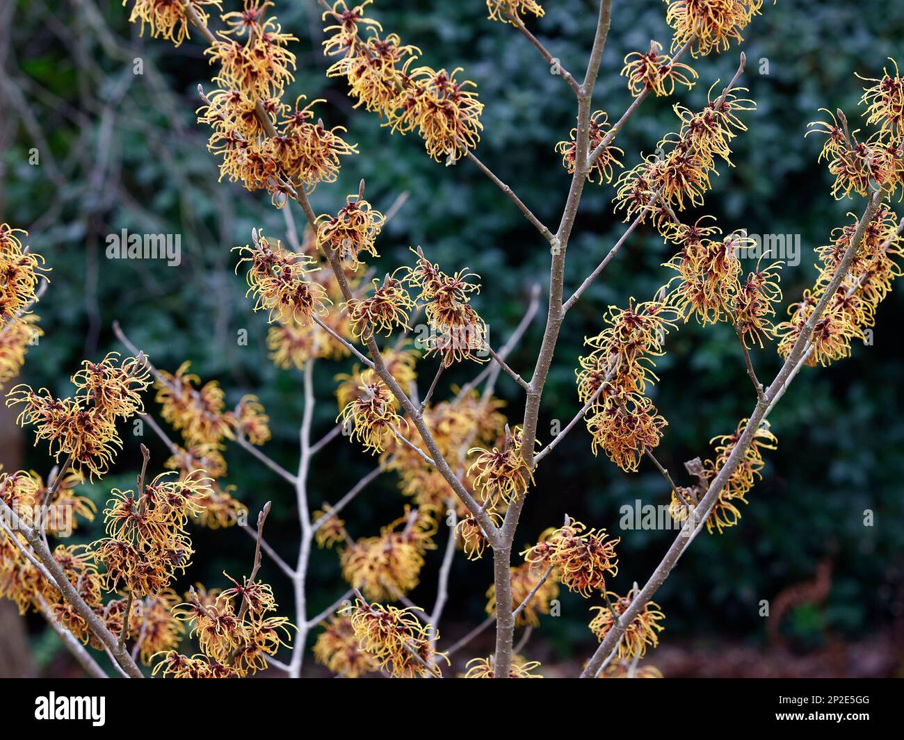 Nahaufnahme der orangefarbenen Blüten der winterblühenden Gartenpflanze Hamamelis x intermedia Frederic. Stockfoto