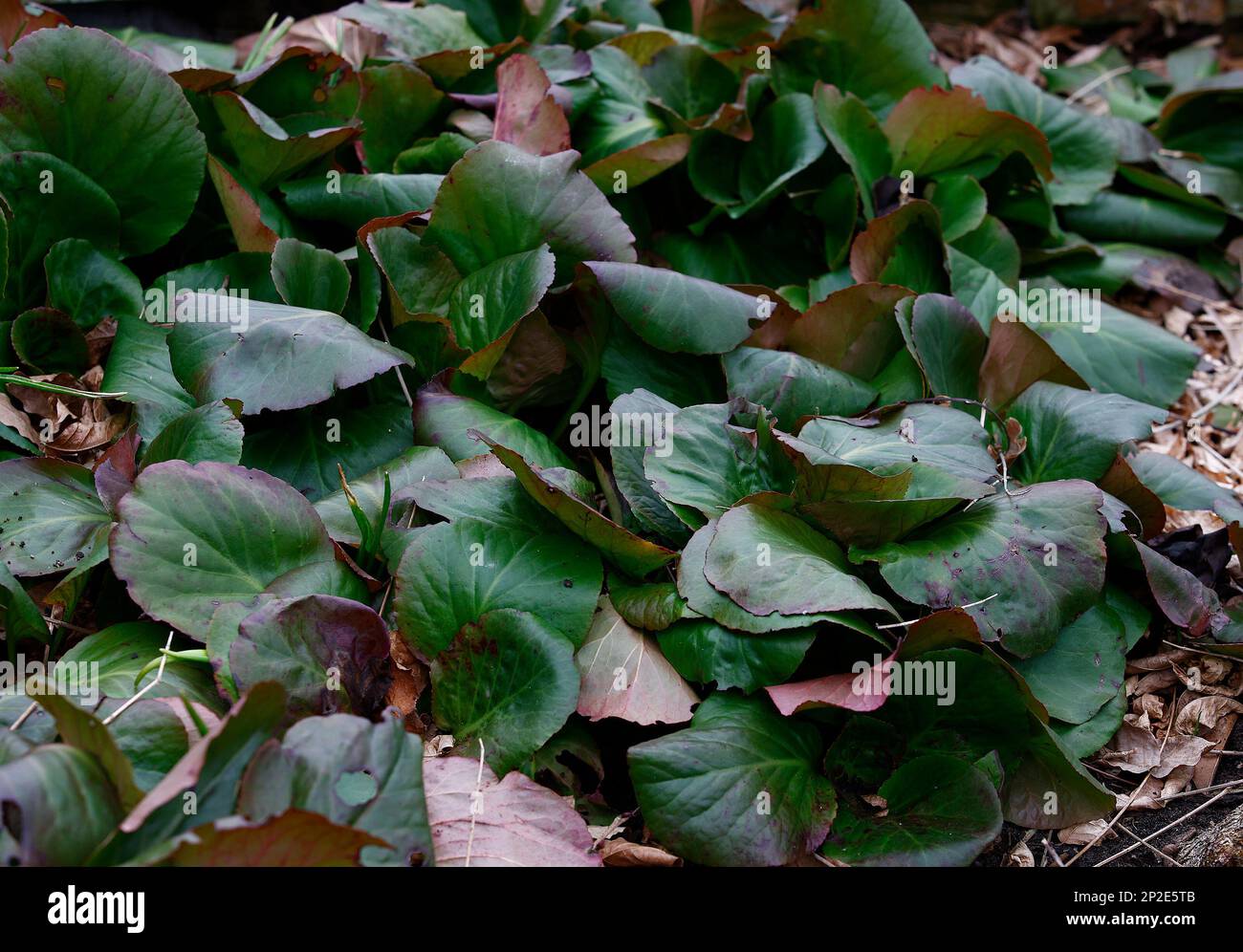 Verschlüsse der immergrünen Blätter der Gartenpflanze Bergenia Baby Doll oder Elefantenohren. Stockfoto