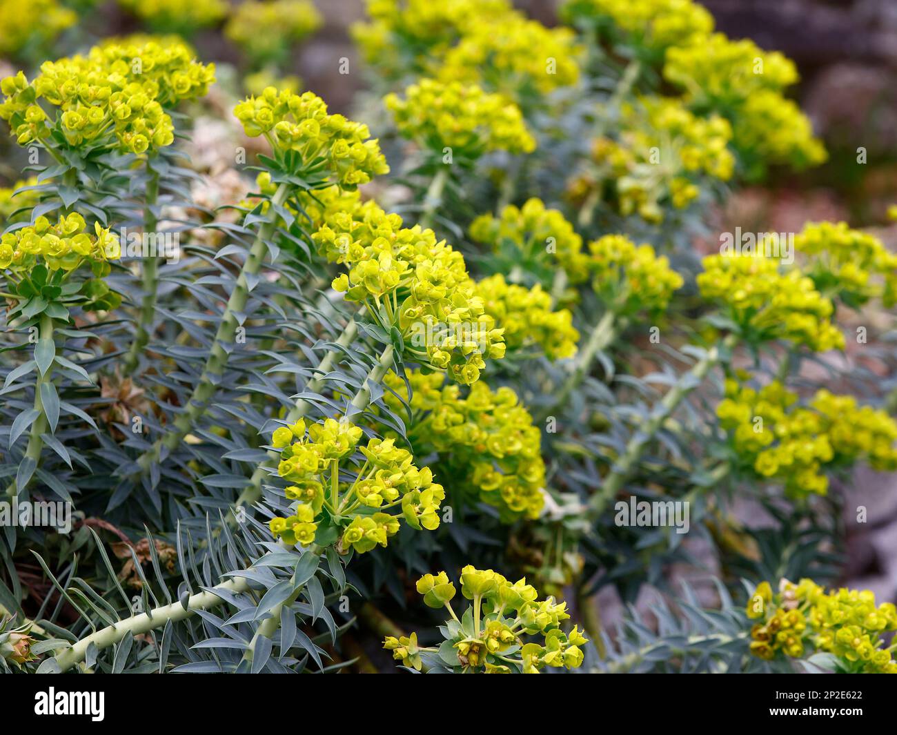 Uber die im Winter sichtbare Verengung der gelben Blüten der Gartenpflanze Euphorbia rigida. Stockfoto