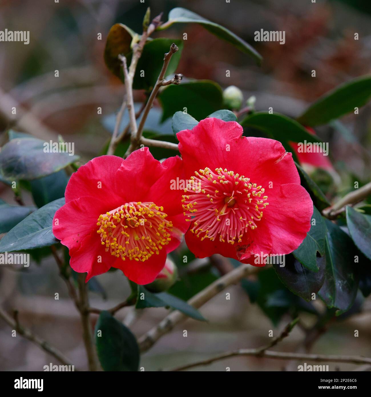 Nahaufnahme der roten Blüten der winterblühenden immergrünen Gartenpflanzen Camellia Adeyaka. Stockfoto