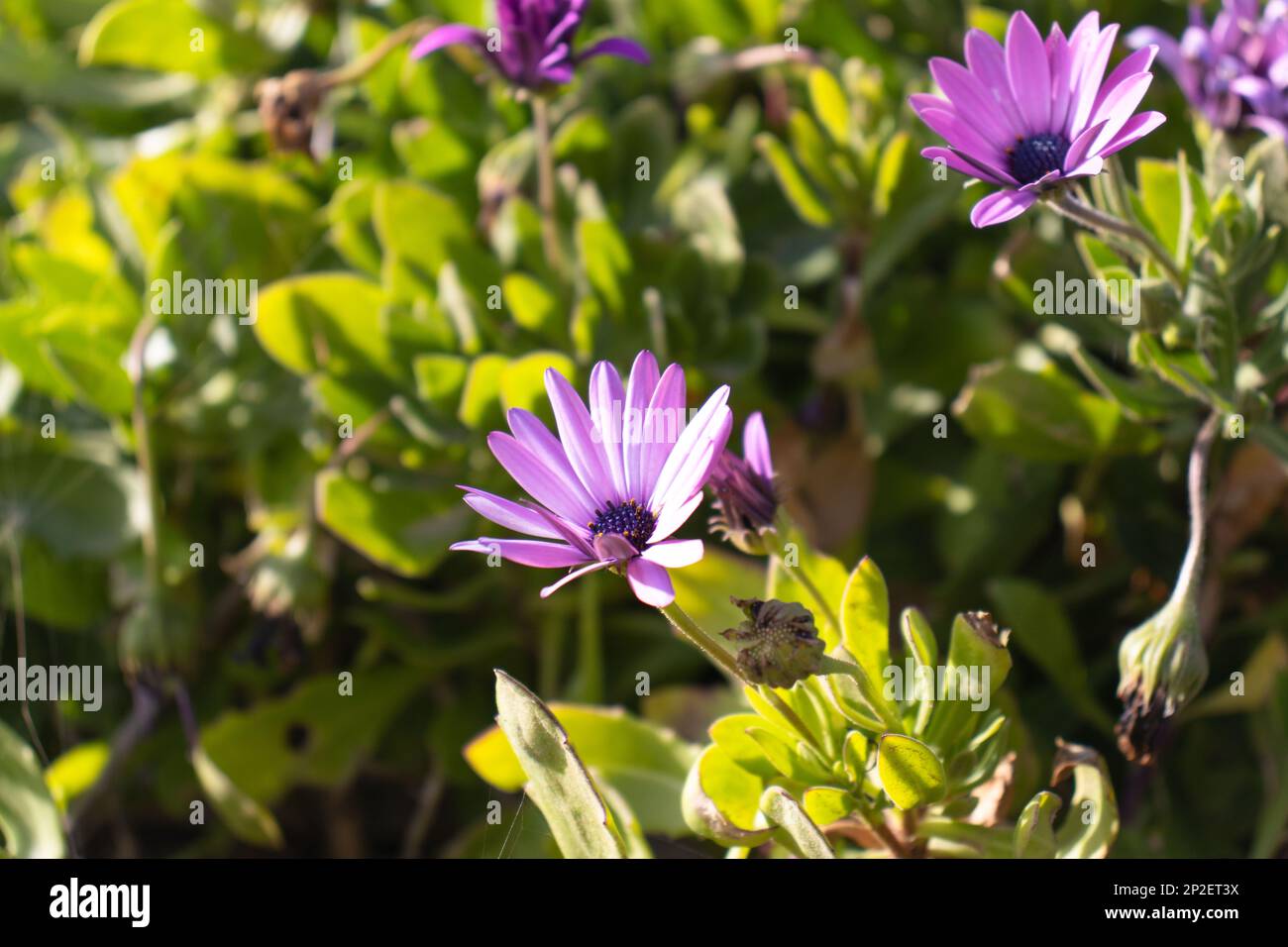 Wunderschöne lila Blume - Dimorphotheca ecklonis Stockfoto