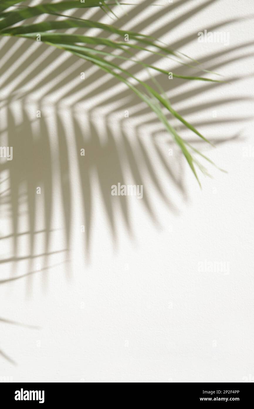 Palmenschatten an der Wand, Designelement mit Kopierbereich Stockfoto