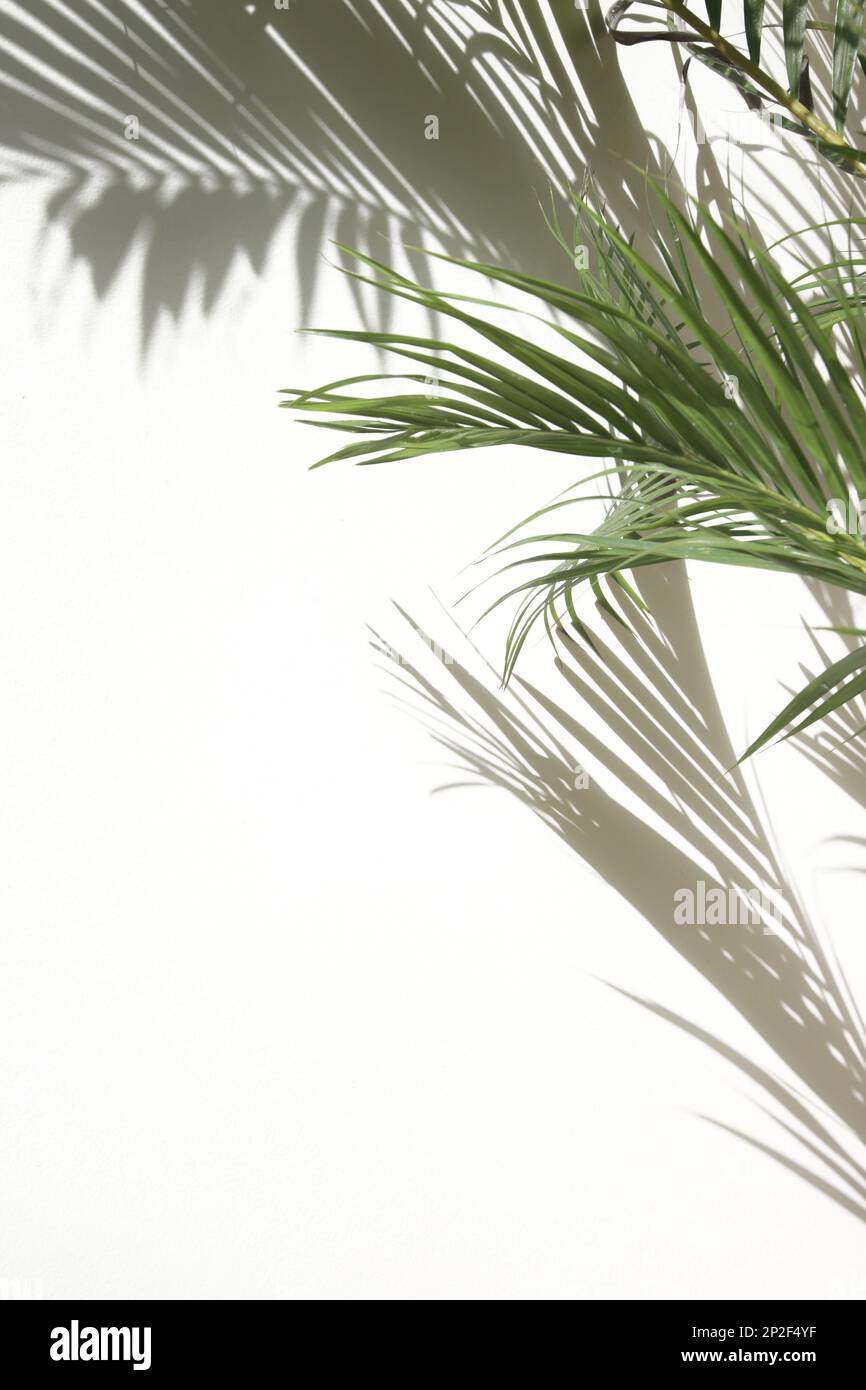 Palmenschatten an der Wand, Designelement mit Kopierbereich Stockfoto