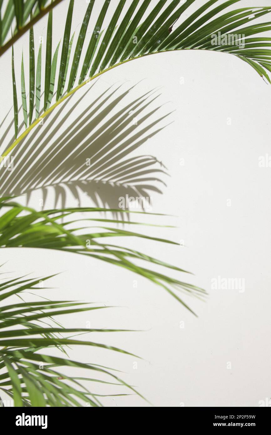 Palmenschatten an der Wand, Designelement mit Kopierbereich Stockfoto