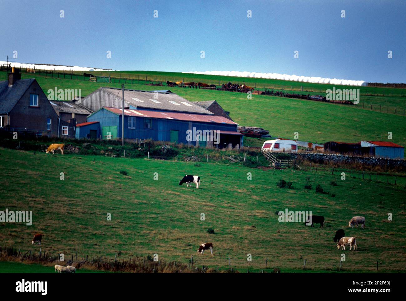 Schottland grenzt an Schottland isolierte Kühe, die auf dem Feld weiden Stockfoto