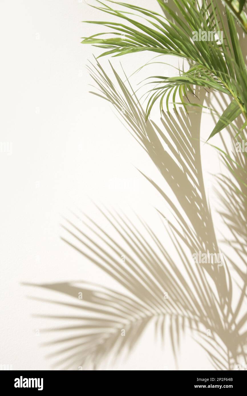 Palmenschatten an der Wand, Designelement mit Kopierbereich Stockfoto