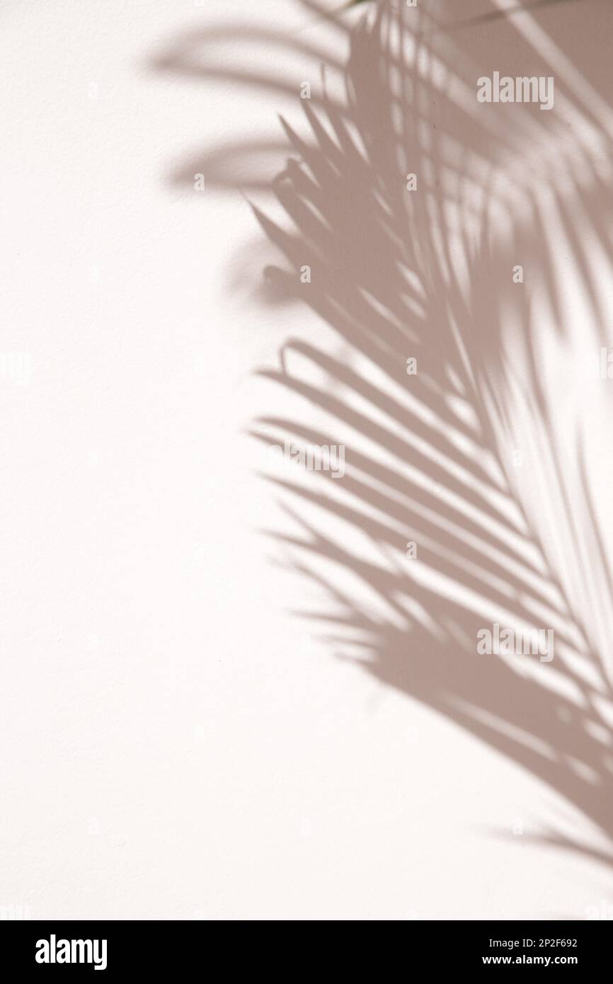 Palmenschatten an der Wand, Designelement mit Kopierbereich Stockfoto