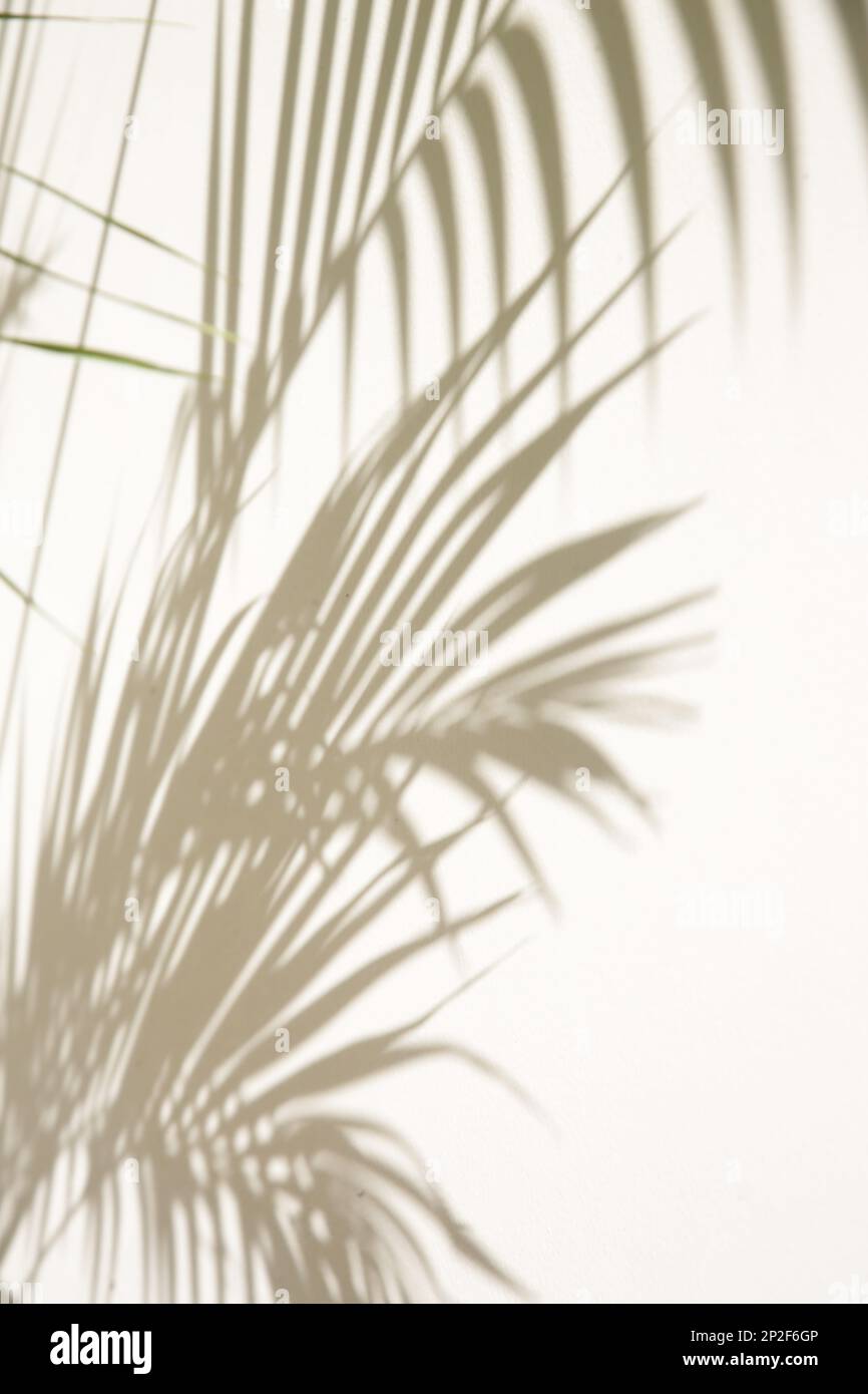 Palmenschatten an der Wand, Designelement mit Kopierbereich Stockfoto