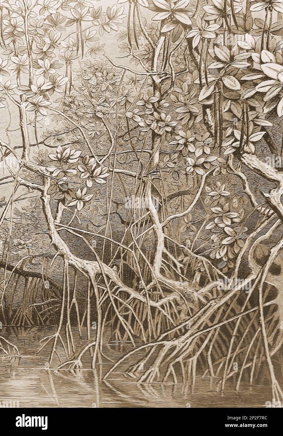 Eine Illustration aus dem 19. Jahrhundert, die zeigt, wie salztolerante Mangroven in Schlamm, Sümpfen und Küstengebieten oder Gezeitenzonen wachsen und sich durch schleichende Wurzeln verbreiten. Mangroven haben auch schwimmende Samen, die wegschwimmen und ihre Verbreitung unterstützen. Stockfoto