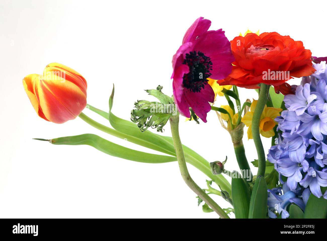 Blumenstrauß - Hyazinthen, Narzissen, Tulpen und Rosen Stockfoto