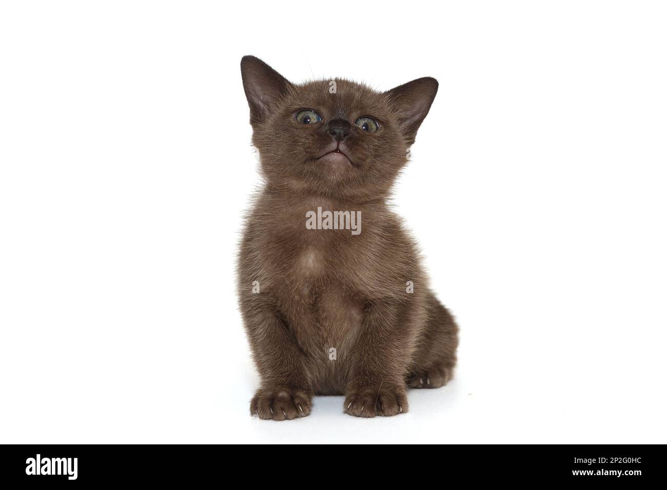 Fröhliche burmesische Katze isoliert auf weißem Hintergrund Stockfoto