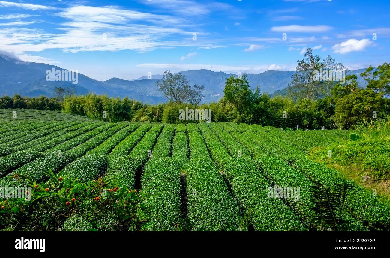 Reihen grüner Teeplantage in den taiwanesischen Bergen von Alishan Stockfoto