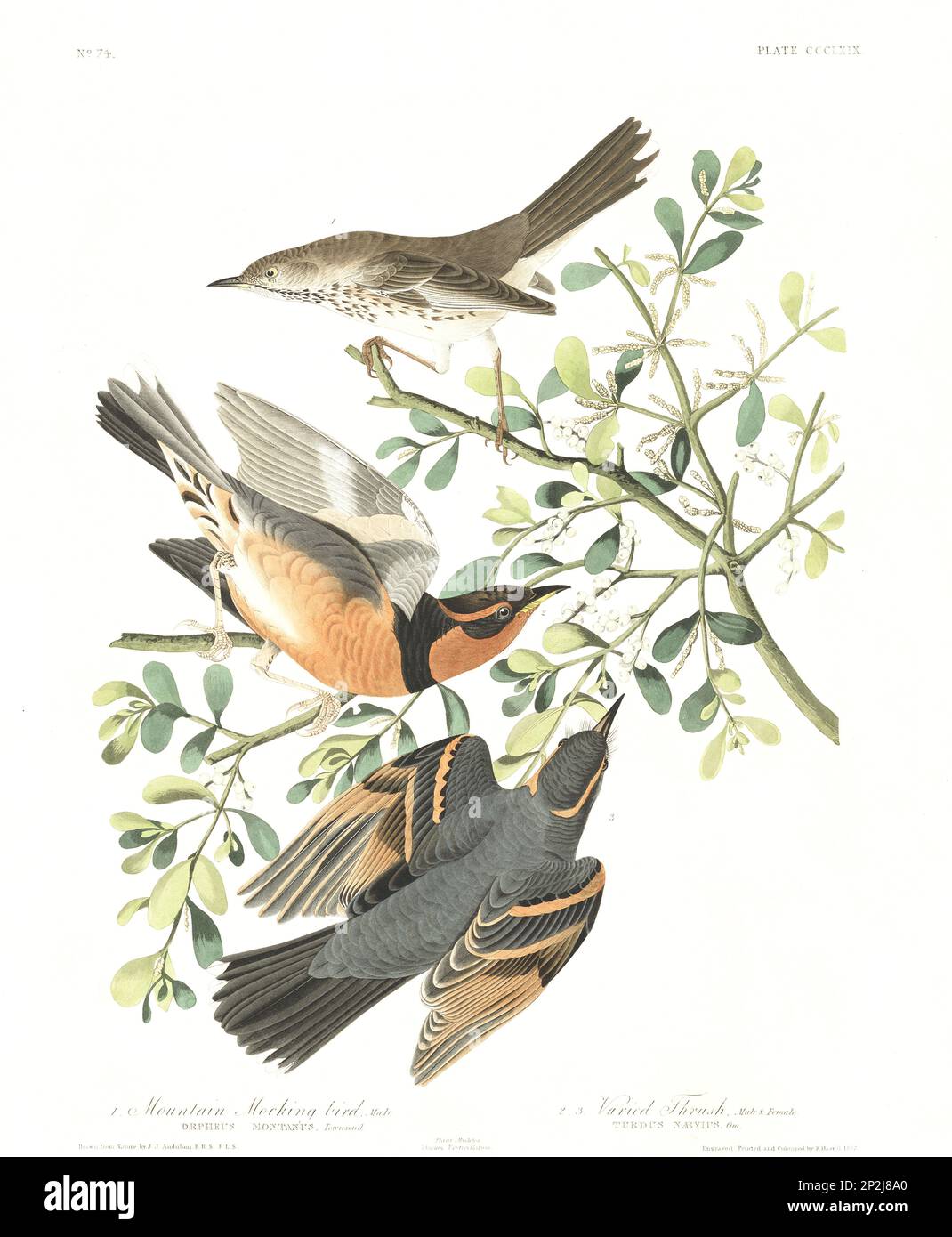 Ein Spottvogel. Vogelillustrierung aus Birds of America von John James Audubon- 1860 Stockfoto