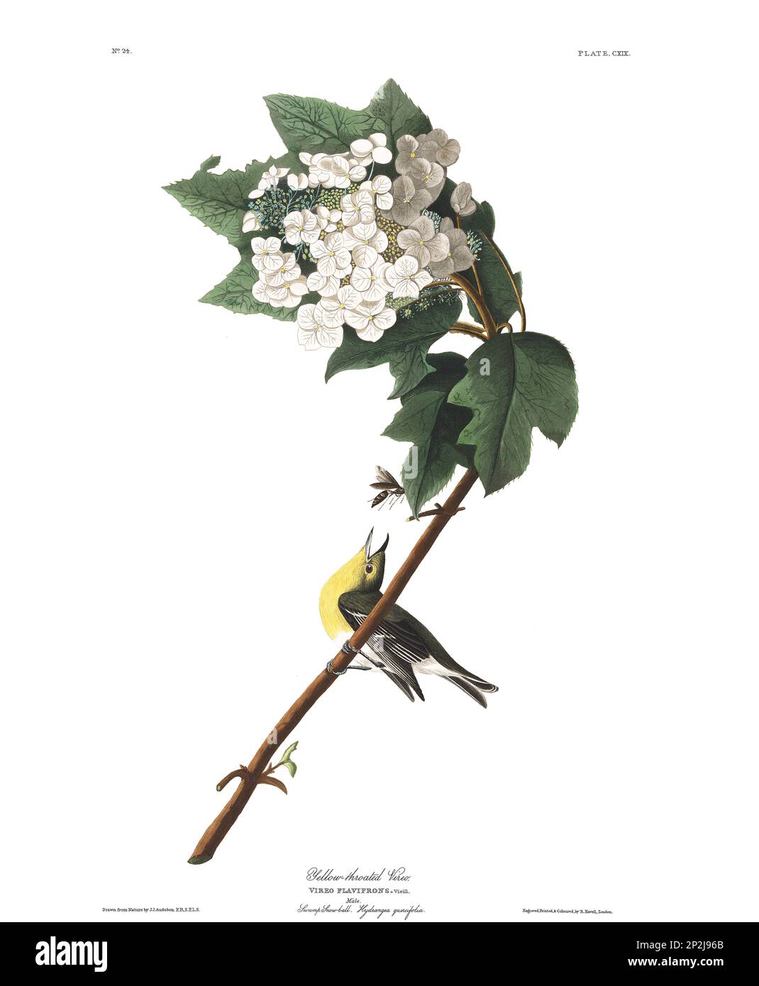 Gelbkeimvireo. Vogelillustrierung aus Birds of America von John James Audubon- 1860 Stockfoto