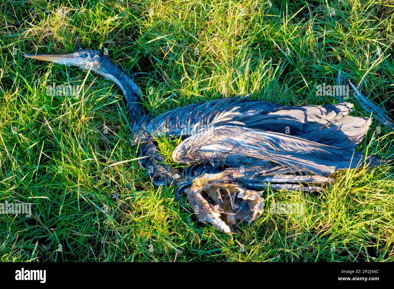 Graureiher (ardea cinerea), Nahaufnahme eines toten Vogels, der auf dem Gras eines Feldes liegt, möglicherweise ein Opfer der Vogelgrippe. Stockfoto