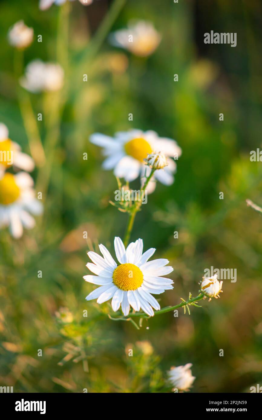Kamille auf dem Feld ist Apotheke. Heilpflanze Nahaufnahme, engstirniger Fokus. Stockfoto