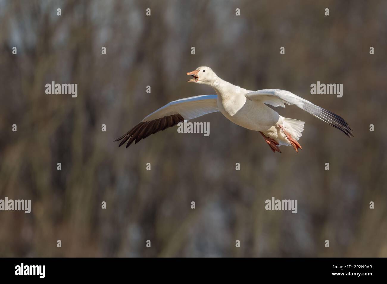 Eine Schneegans hupt Stockfoto