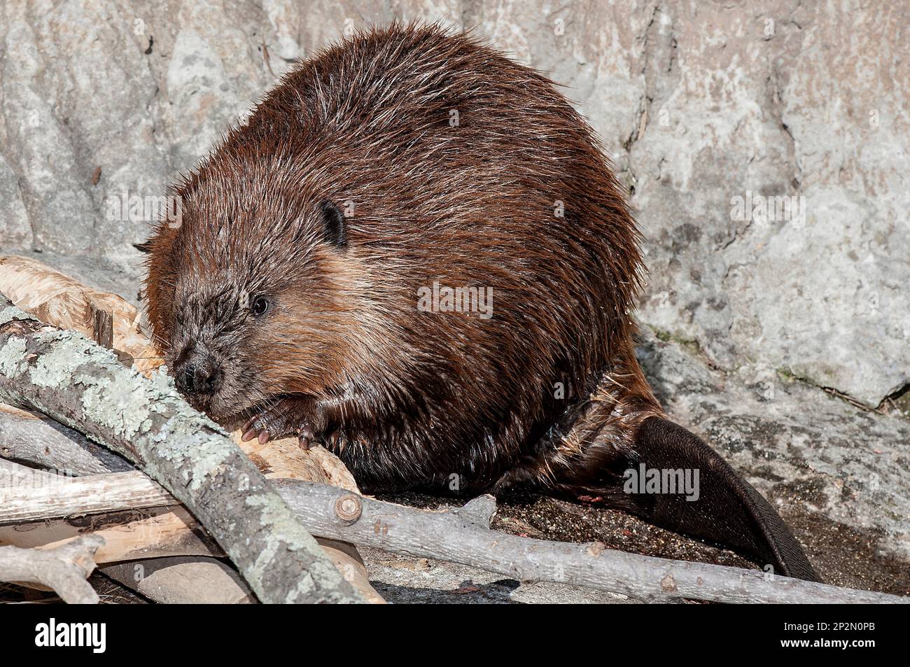 Nordamerikanischer Biber kaut auf Holz Ganzkörperblick Stockfoto