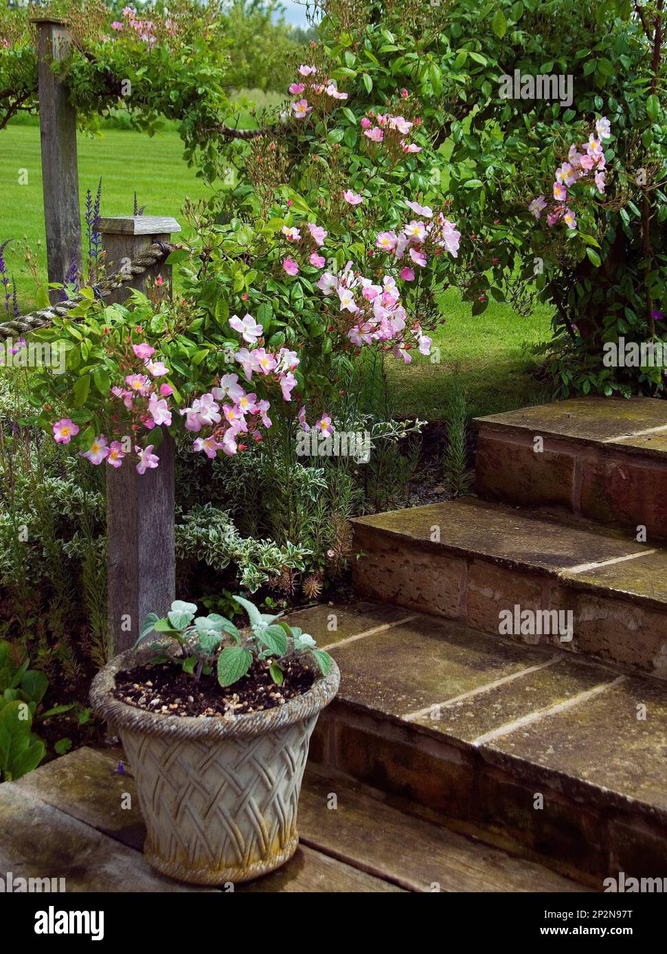 Rosa "Kew Rambler" Stockfoto