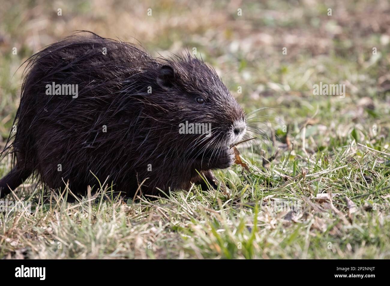 Nutria Myocastor coypus oder Coypu, ist ein semiaquatischer Nagetier und invasive Arten Stockfoto