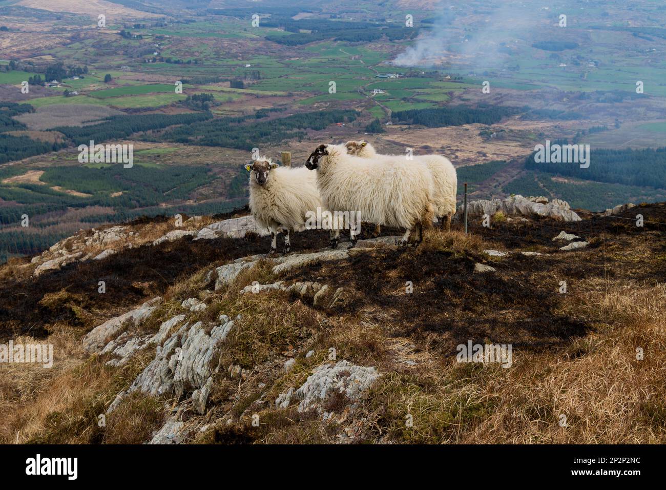Schafe, umgeben von verbrannter Erde auf dem Berg Gabriel nach brennender Vegetation. Stockfoto