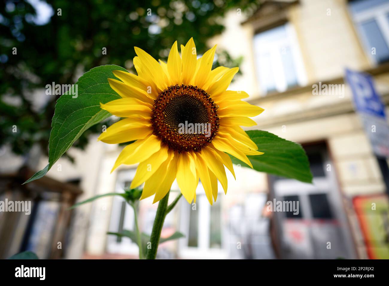 Sonnenblumen vor alten Gebäuden in der Innenstadt Stockfoto