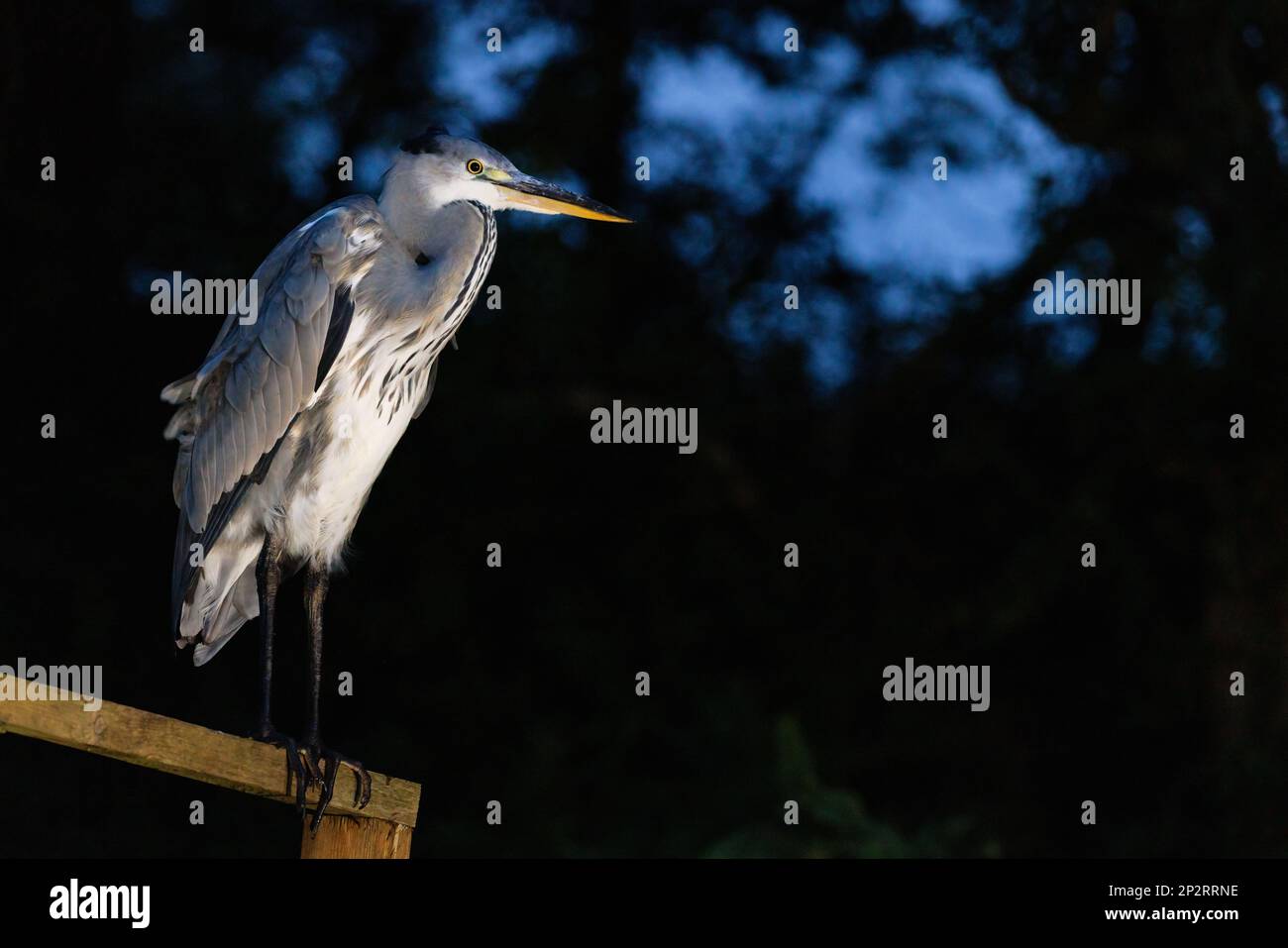 Grauer Reiher (Ardea cinerea) auf Holzpfosten bei Nacht gegen Wald und Himmel Stockfoto