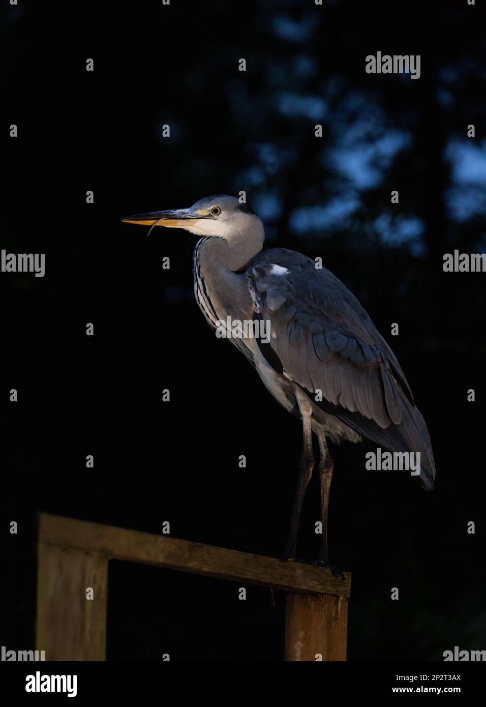 Grauer Reiher (Ardea cinerea) auf Holzpfosten bei Nacht gegen Wald und Himmel Stockfoto