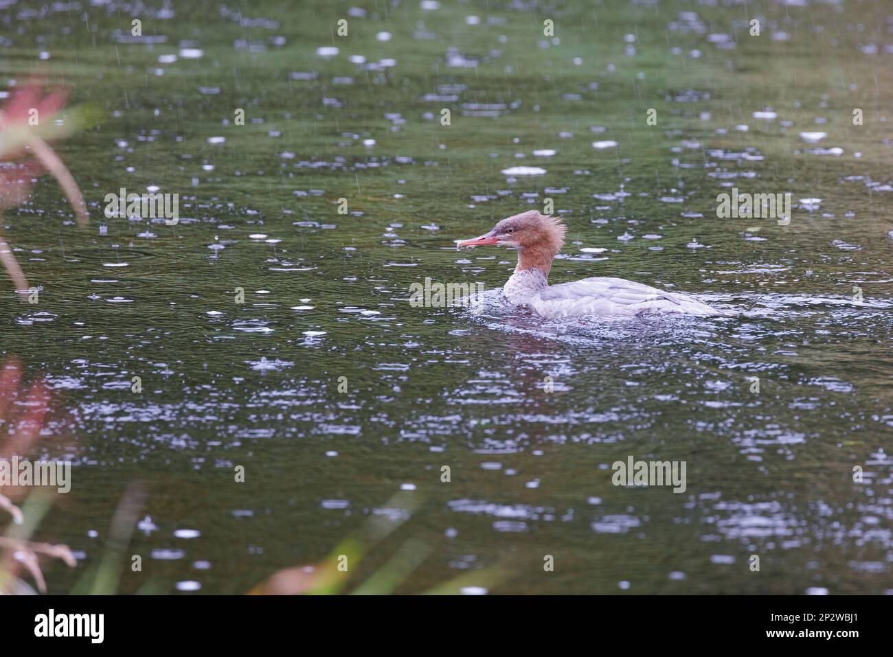 Goosander (Mergus Merganser) Weibliche Ente auf kleinem Fluss im Regen Stockfoto