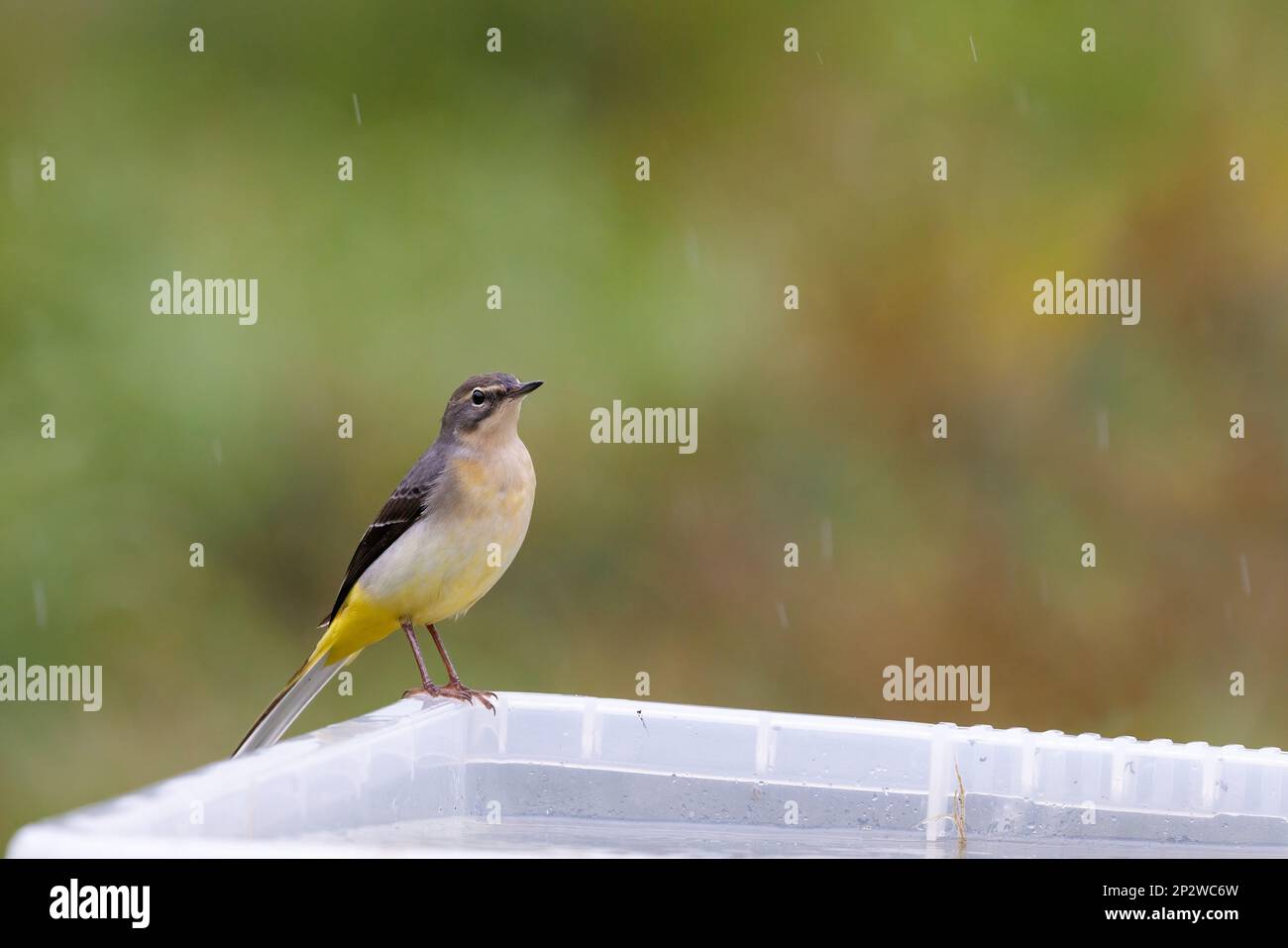 Grauer Wagtail (Motacilla cinerea) an der Kante einer Plastikbox im Regen Stockfoto