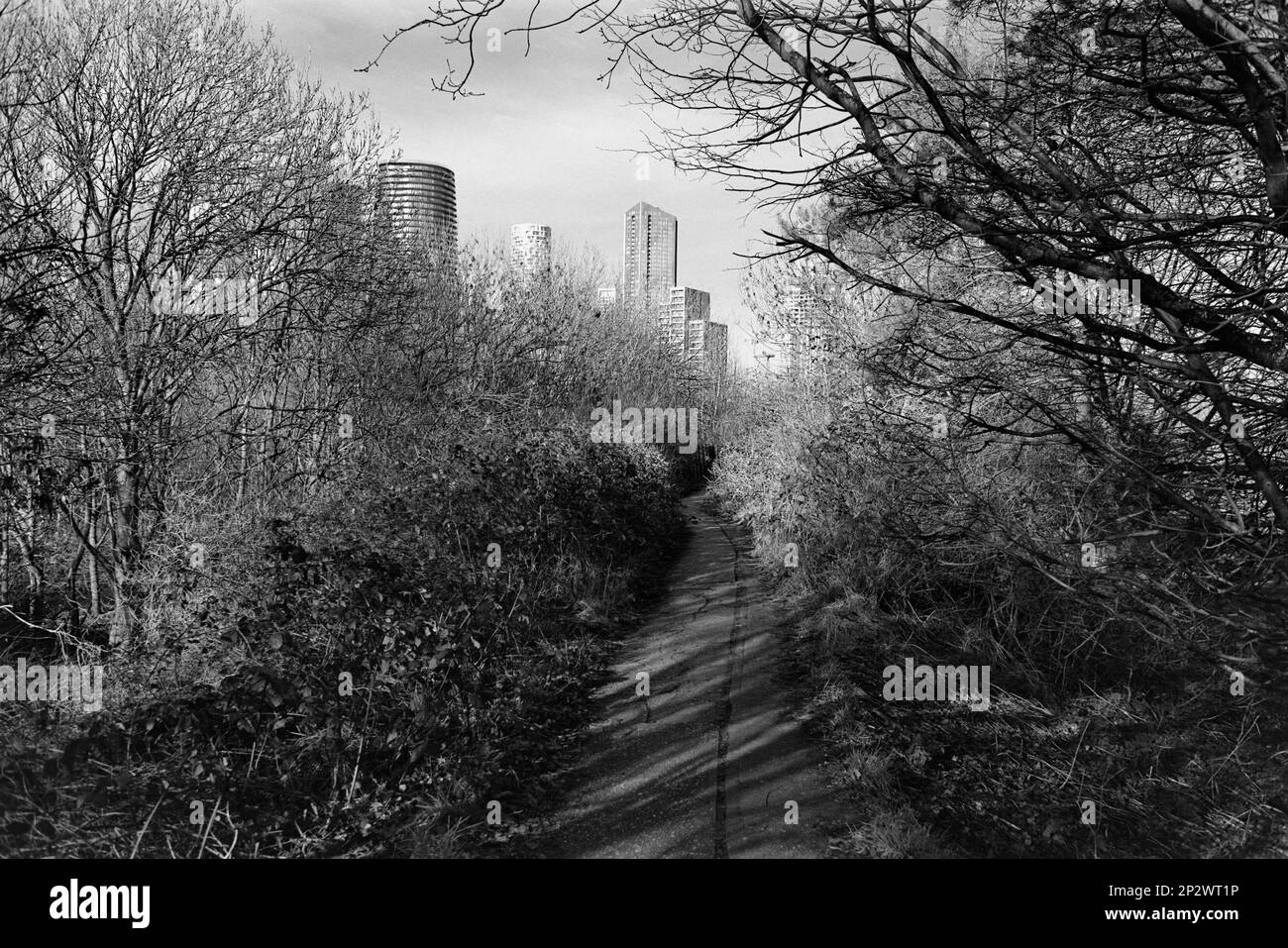 Fußweg am Rand des Mudshute Park, London Docklands, Großbritannien, mit Blick auf Gebäude an der Canary Wharf Stockfoto