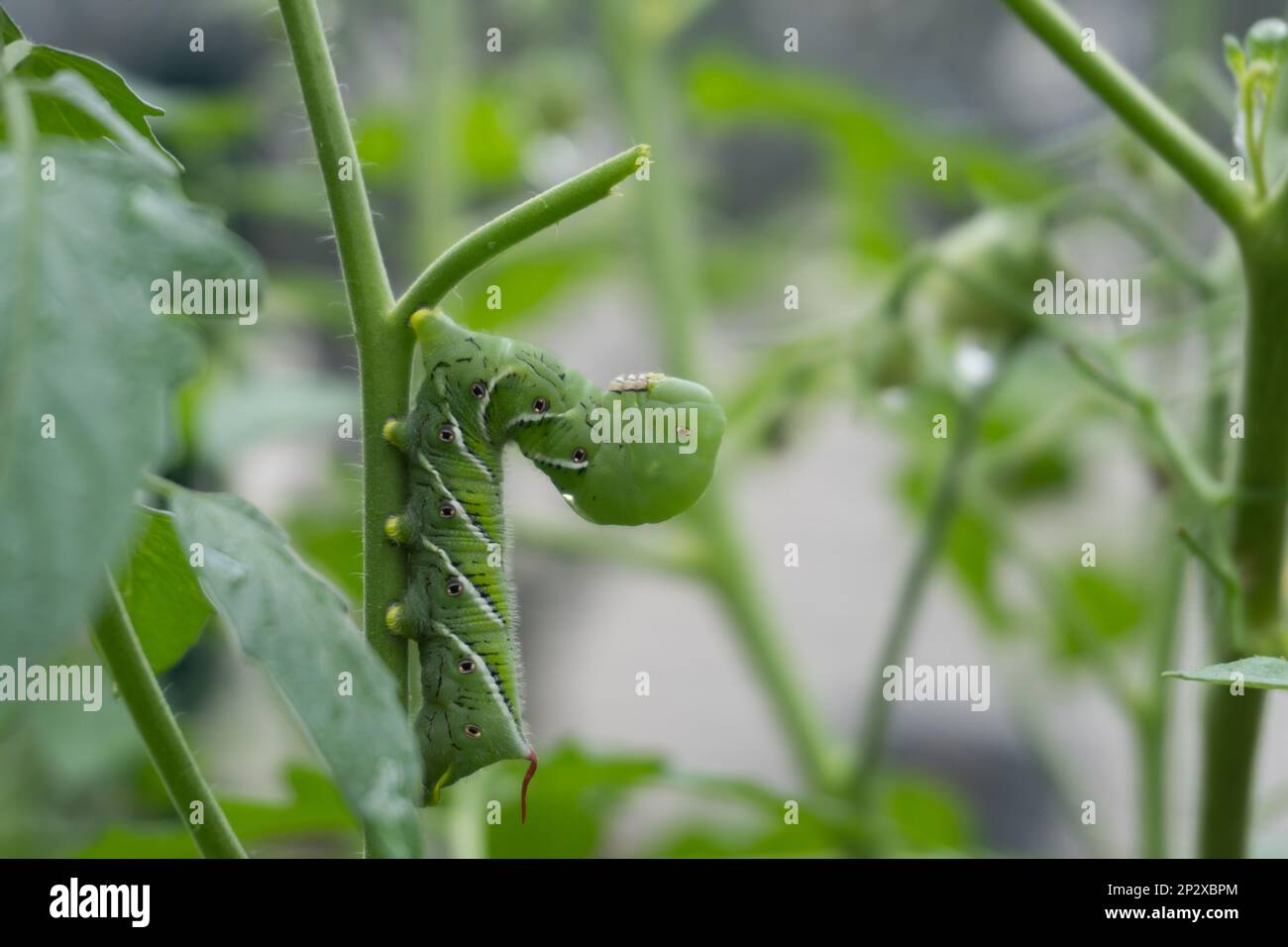 Nahaufnahme eines Tabakhornwurms am Stiel einer Tomatenpflanze in einem Heimgarten im Sommer; Schädling Stockfoto