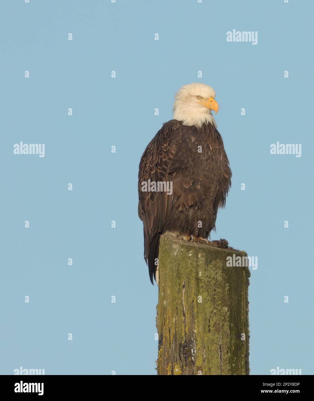 Weißkopfseeadler, der an einem sonnigen Tag in der Nähe eines Hafens im Südosten Alaskas auf einer hölzernen Pille ruht. Stockfoto