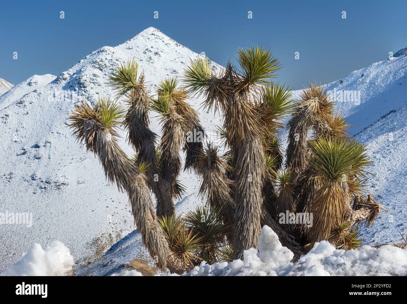 Joshua Trees, Yucca brevifolia, vor schneebedeckten Bergen in der Sierra Nevada Range, Inyo County, Südkalifornien. Stockfoto