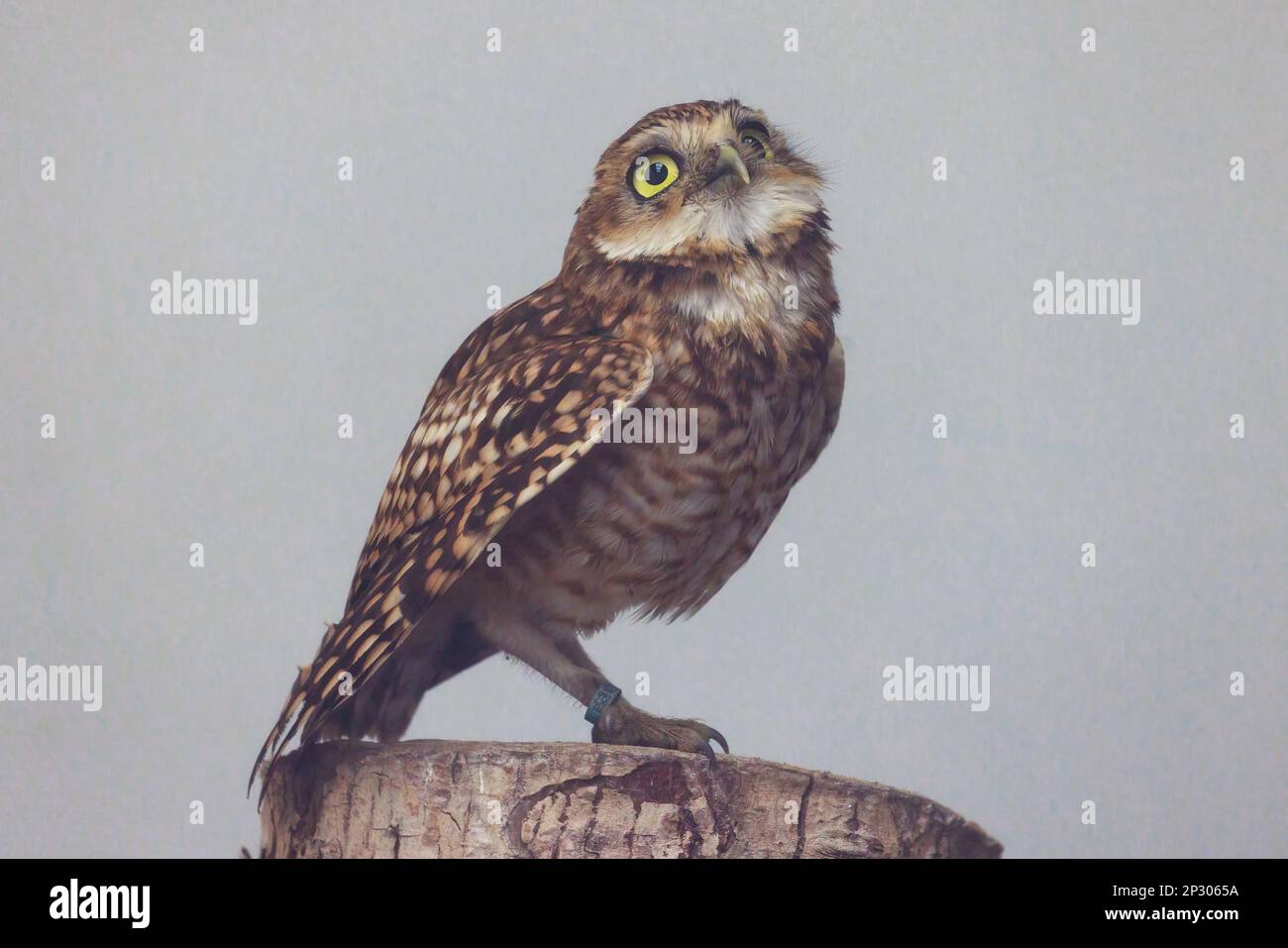 Burrowing Owl [ Athene cunicularia ] im Loch Lomond Bird of Prey Centre Stockfoto