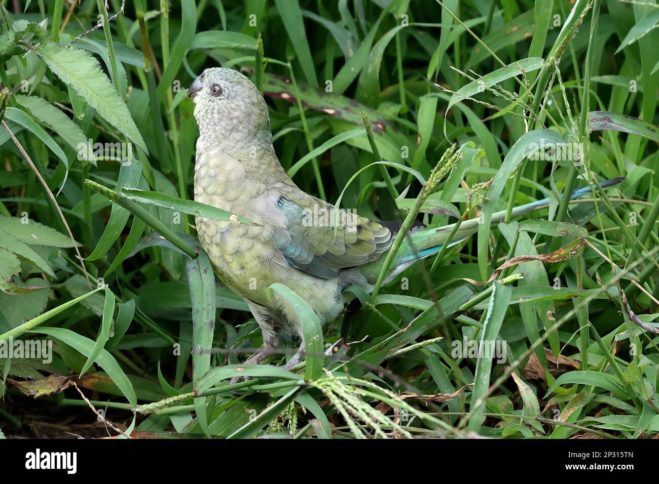 Australischer Rotrumpenpapagei, der sich von Grassamen ernährt Stockfoto